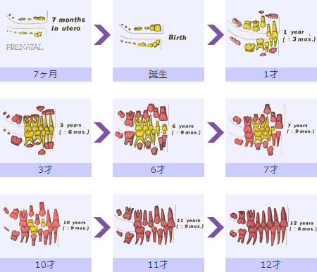 歯の生え方